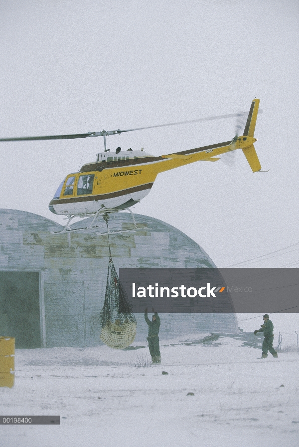 Oso polar (Ursus maritimus) tranquilized y transportados por helicóptero a cárcel, Churchill, Manito