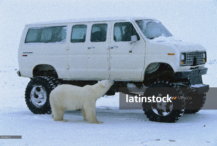 Oso polar (Ursus maritimus) inspeccionar la nieve buggy, Churchill, Manitoba, Canadá