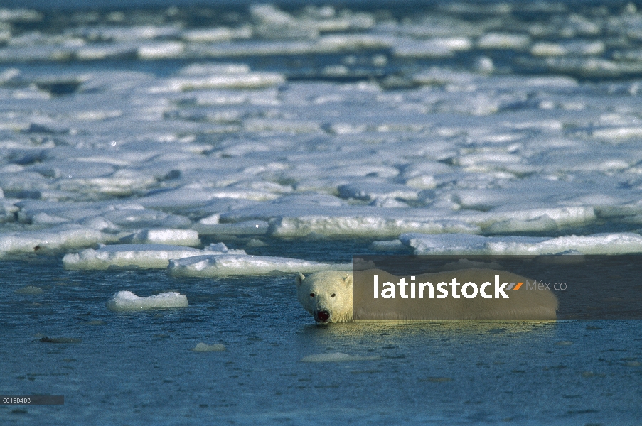 Oso polar (Ursus maritimus), vadeando en el agua a lo largo de témpano de hielo, Churchill, Manitoba