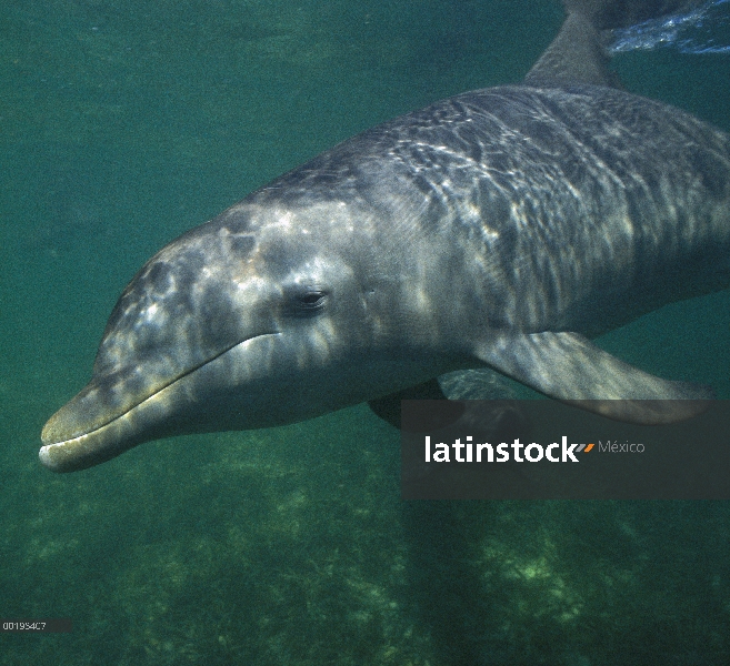 Retrato de tonina Delfín (Tursiops truncatus), Honduras