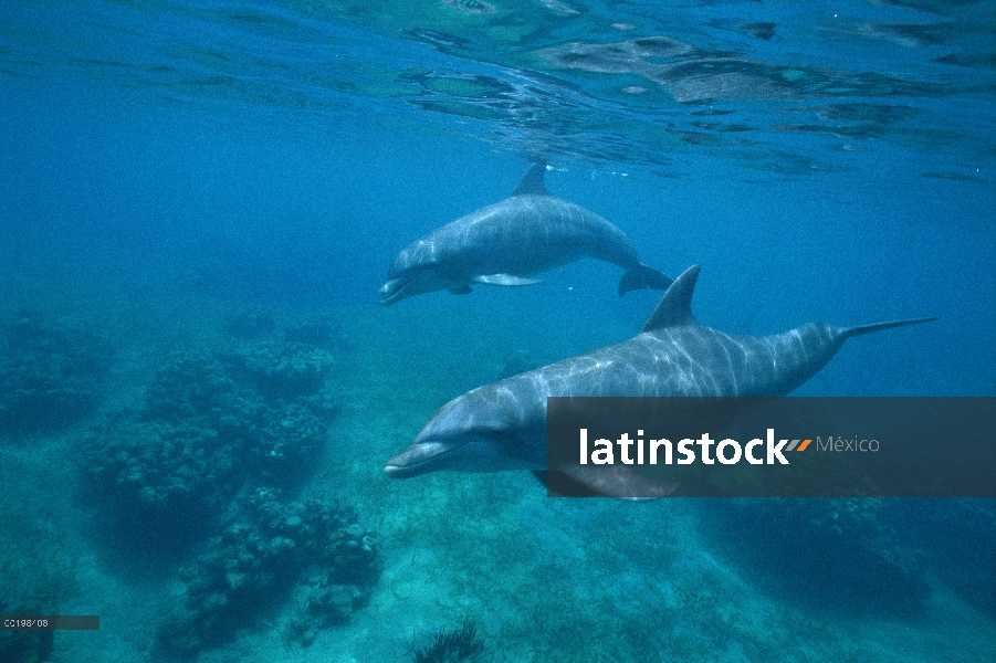 Par de delfines (Tursiops truncatus) de mulares nadando, sobre arrecifes de coral, Honduras