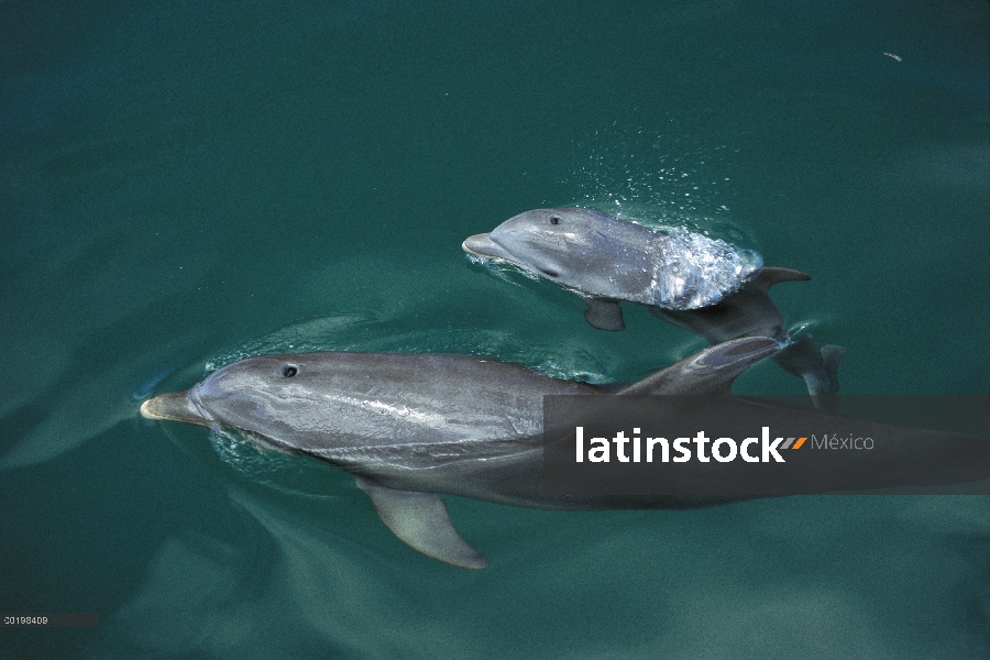 Madre de delfín (Tursiops truncatus) de mulares y pantorrilla superficie, Honduras