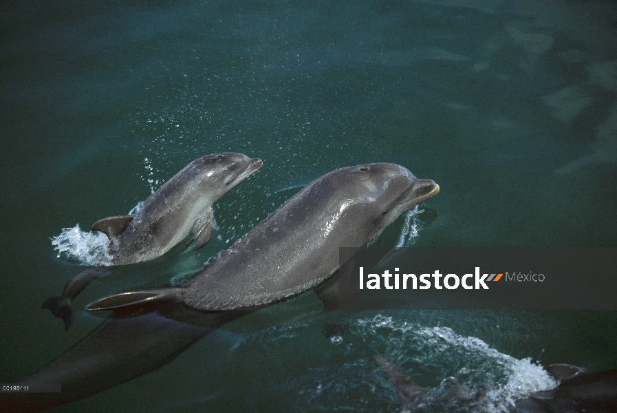 Madre de delfín (Tursiops truncatus) de mulares y pantorrilla superficie, Honduras