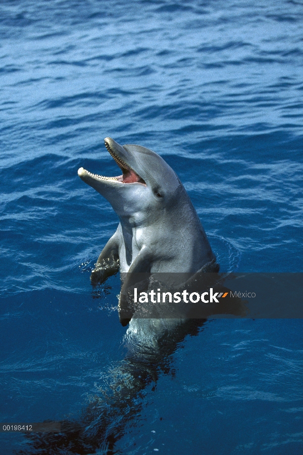 Delfín mular (Tursiops truncatus) llamar, Honduras