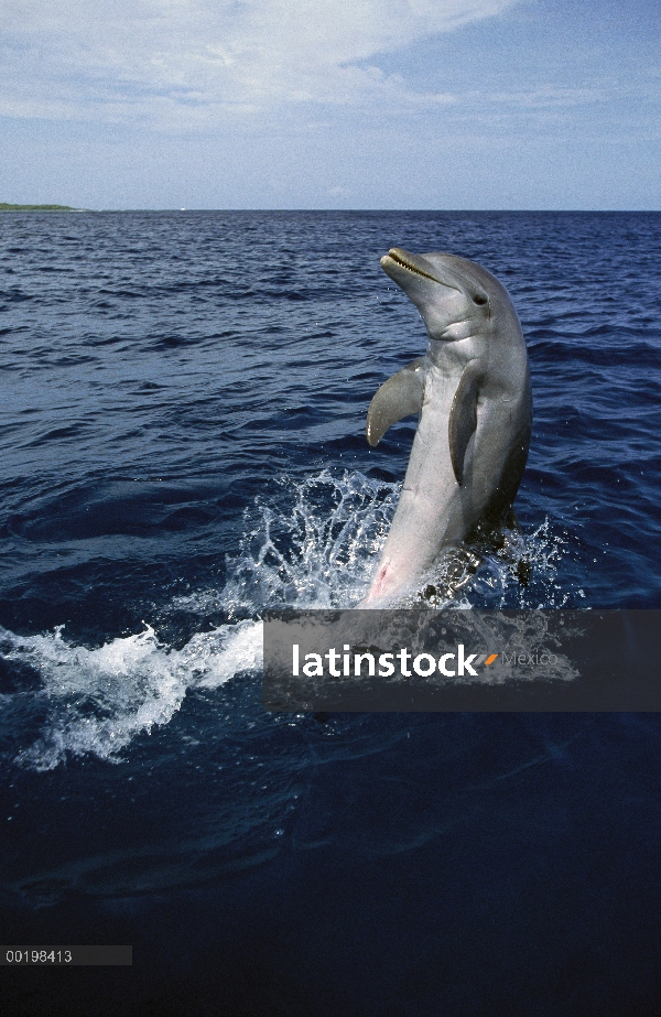 Tonina Delfín (Tursiops truncatus) cola caminando, Honduras