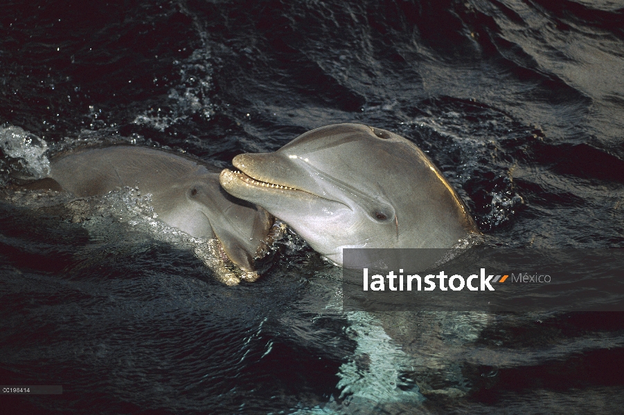 Par de delfines (Tursiops truncatus) de mulares interactuando, Honduras