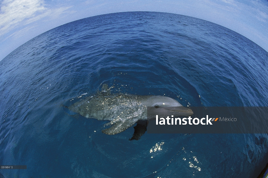 Delfín mular (Tursiops truncatus) superficie, Honduras