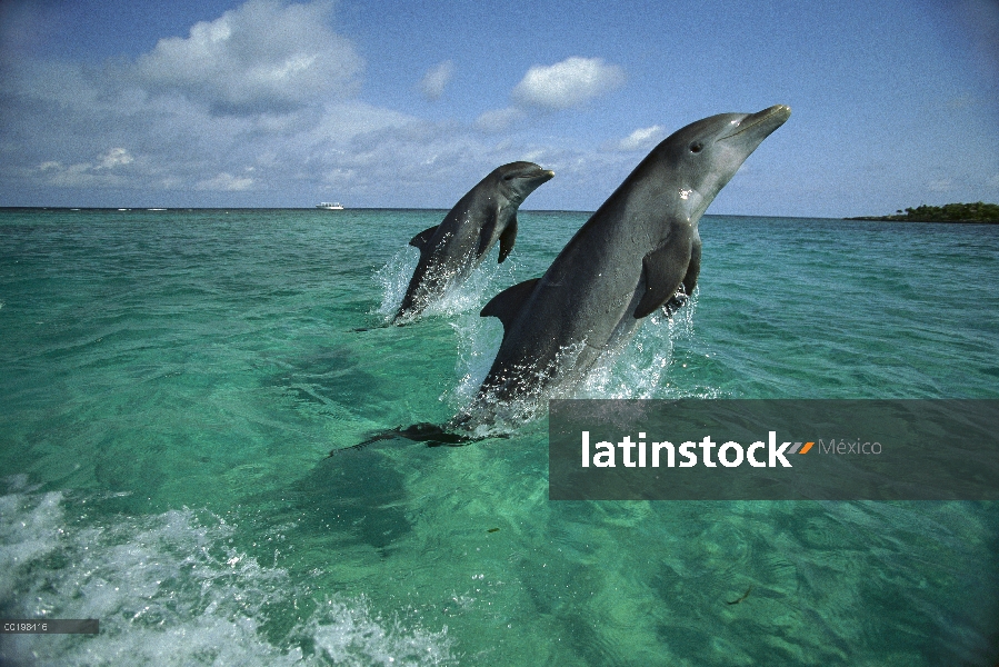 Par de delfines (Tursiops truncatus) de mulares saltando, Honduras