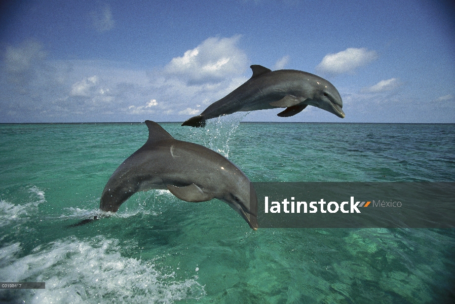 Par de delfines (Tursiops truncatus) de mulares saltando, Honduras