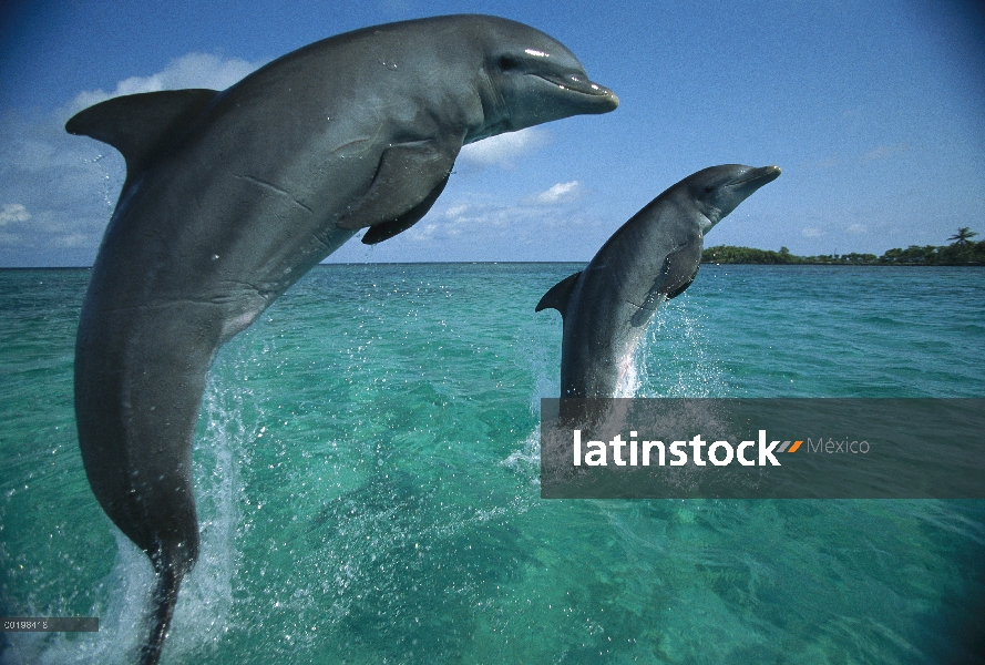 Par de delfines (Tursiops truncatus) de mulares saltando, Honduras