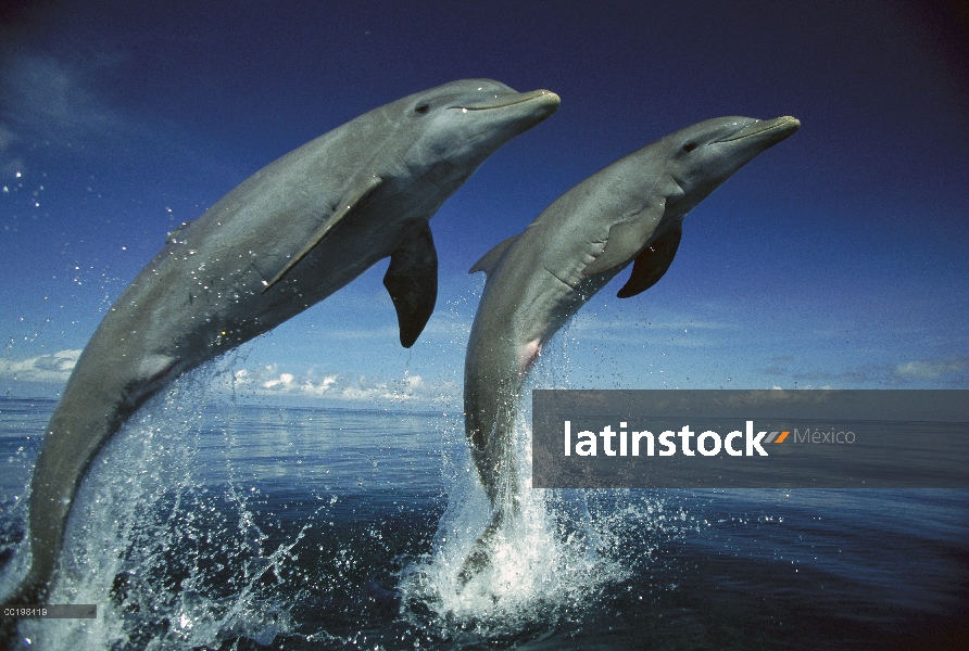 Par de delfines (Tursiops truncatus) de mulares saltando, Honduras