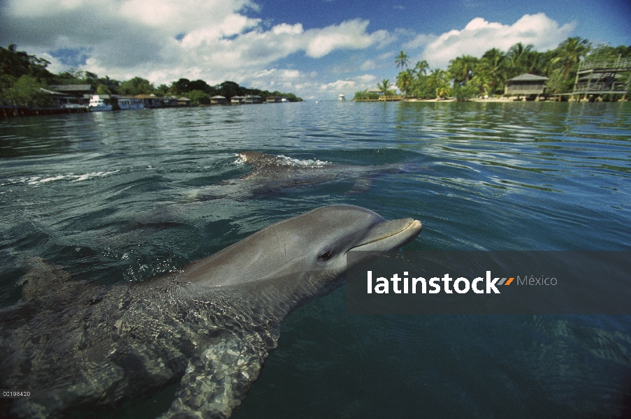 Par de delfines (Tursiops truncatus) mular surfacing, Honduras