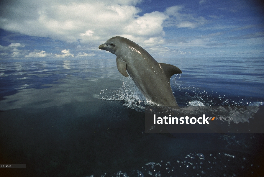 Delfín mular (Tursiops truncatus) saltando, Honduras