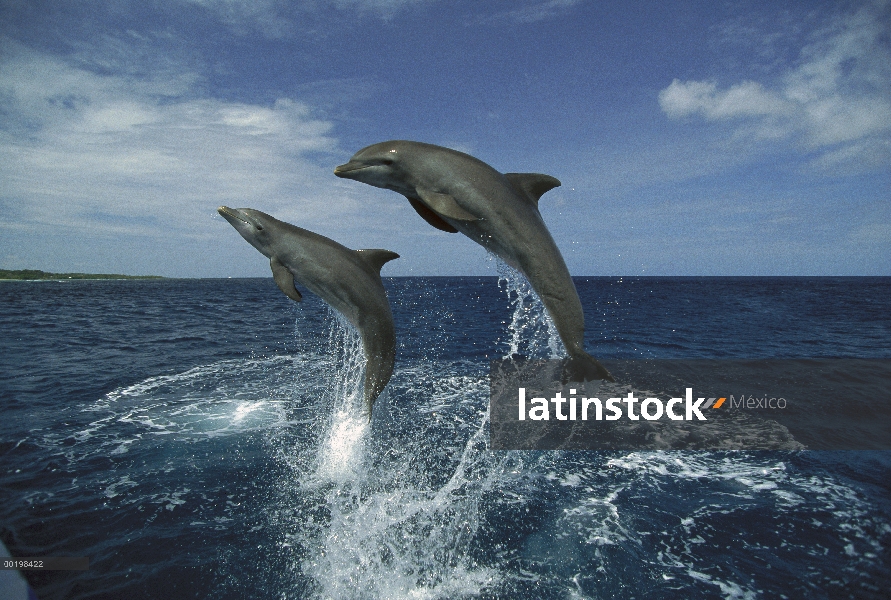 Par de delfines (Tursiops truncatus) de mulares saltando, Honduras