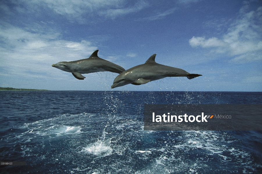 Par de delfines (Tursiops truncatus) de mulares saltando, Honduras