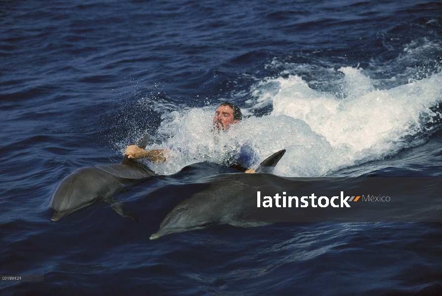 Delfín mular (Tursiops truncatus) par tracción turística a través del agua, Honduras