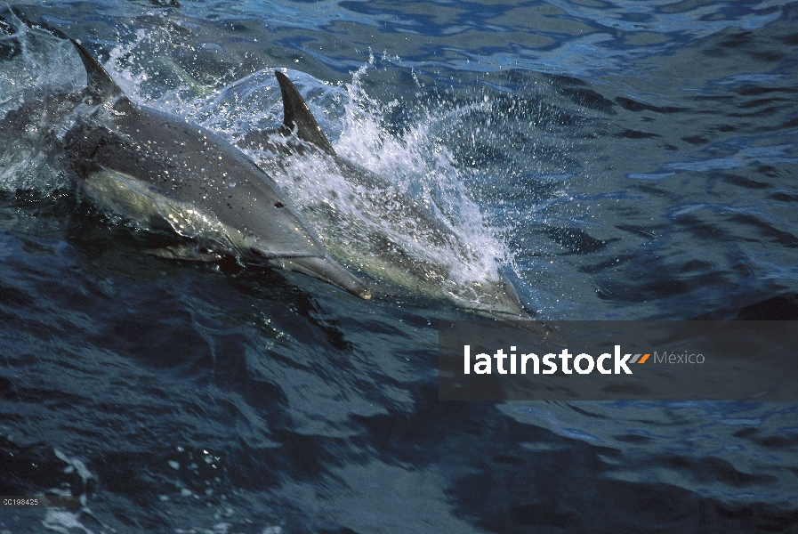 Porpoising de par de delfines (Stenella longirostris) Spinner a través del océano, Honduras