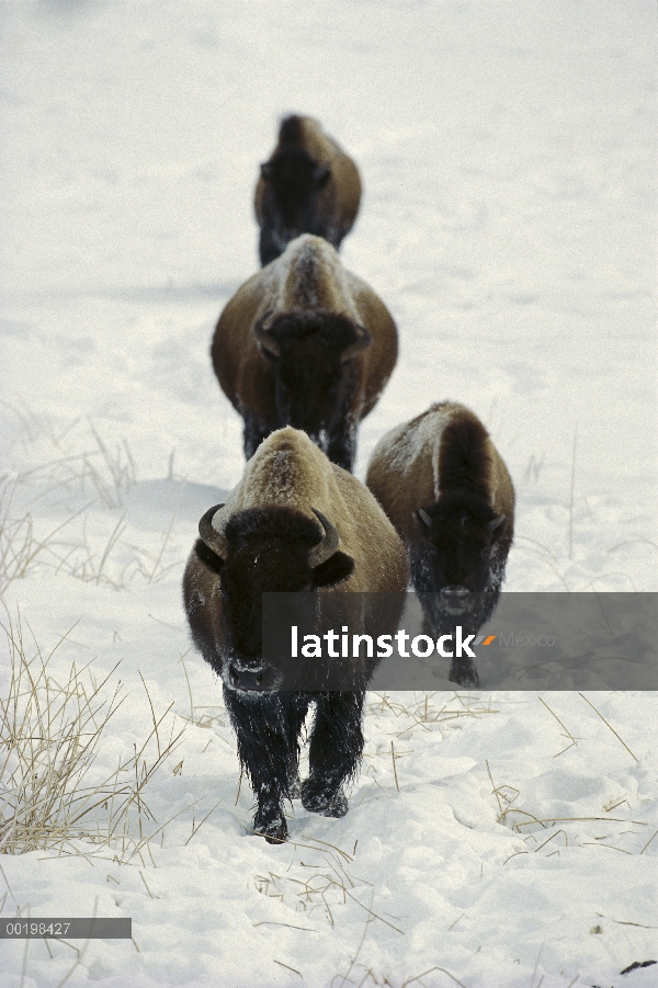 Grupo Bisonte americano (bisonte del bisonte) caminando hacia cámara, Parque Nacional de Yellowstone