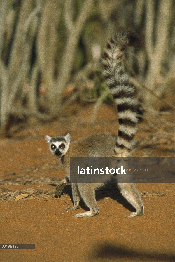 Lémur de cola anillada (Lemur catta) en la reserva de Berenty, Madagascar