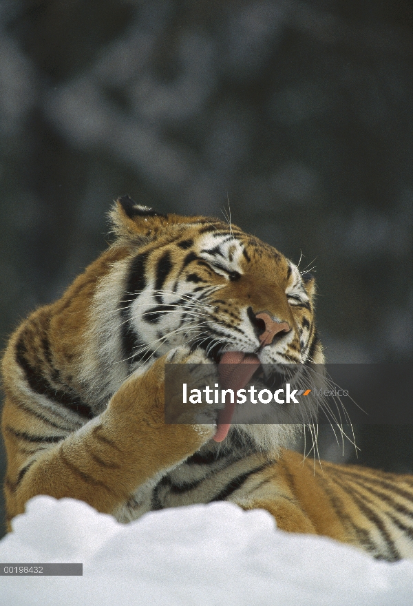 Tigre siberiano (Panthera tigris altaica) lamiendo pata en nieve, Asia