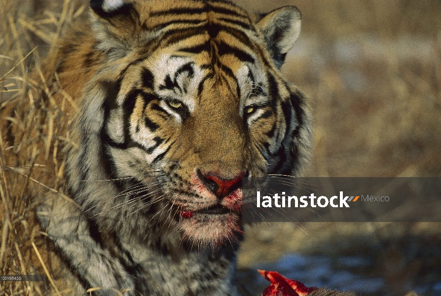 Tigre siberiano (Panthera tigris altaica) con la cara sangrienta de la alimentación, en peligro de e