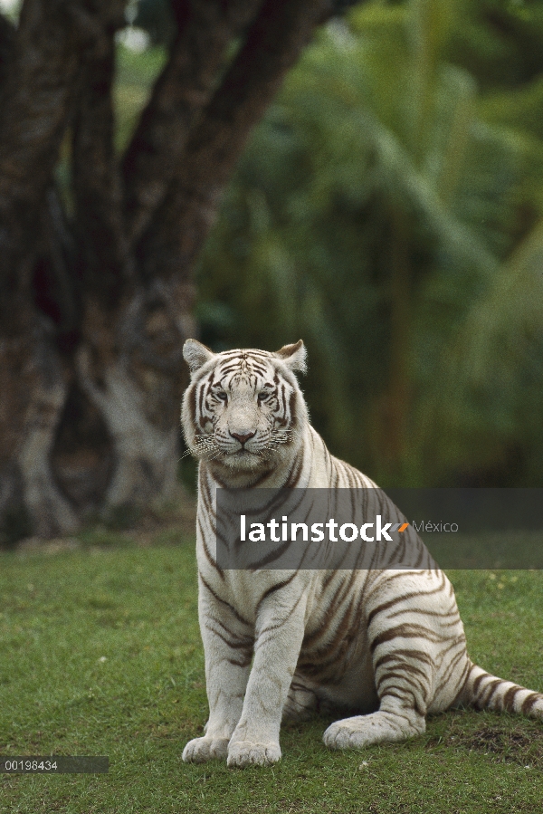 Tigre de Bengala (Panthera tigris tigris) melánicos blanco retrato morph, en peligro de extinción, I