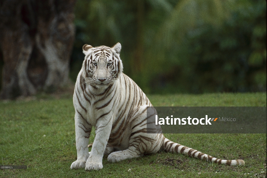 Tigre de Bengala (Panthera tigris tigris) melánicos blanco retrato morph, en peligro de extinción, I