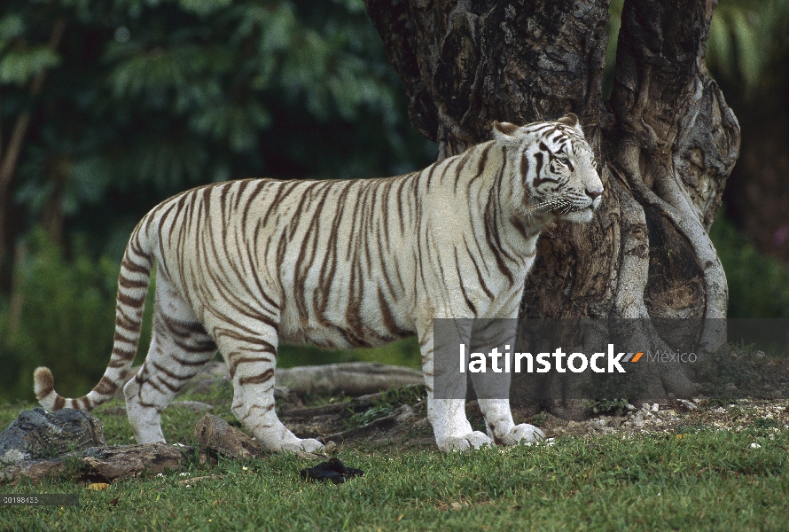 Tigre de Bengala (Panthera tigris tigris) melánicos blanco retrato morph, en peligro de extinción, I