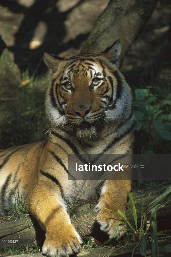 Retrato de tigre de Bengala (Panthera tigris tigris) descansando en la sombra, en peligro de extinci