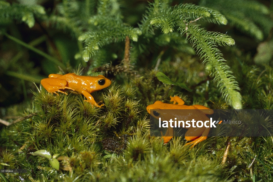 Mantella dorada (Mantella aurantiaca) en peligro crítico par de rana en maleza, Madagascar