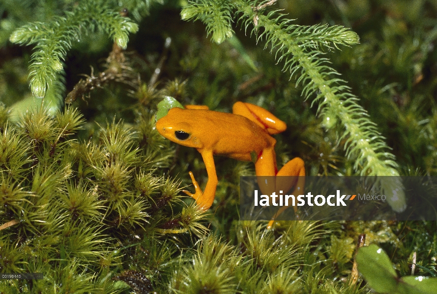 Rana Dorada de Mantella (Mantella aurantiaca) en peligro crítico en maleza, Madagascar