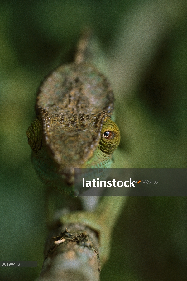 Retrato de camaleón (Calumma parsonii) de Parson, Madagascar