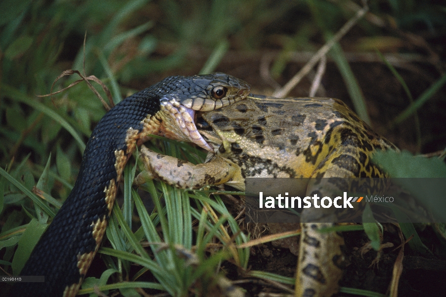 Comiendo rana de Madagascar Menarana serpiente (Leioheterodon madagascariensis), Madagascar