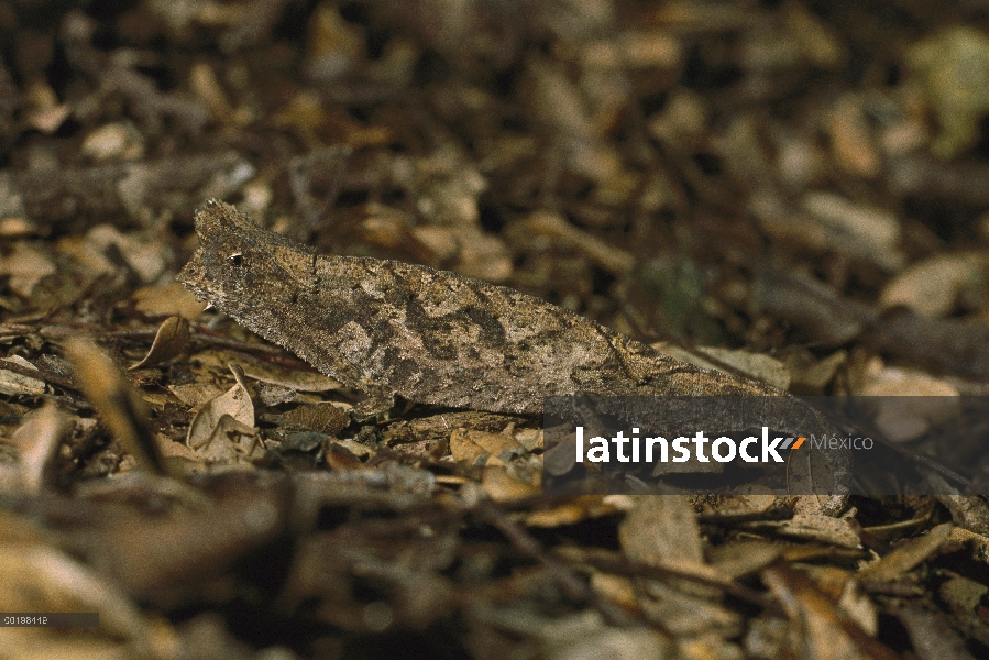 Con hoja de camaleón (Brookesia superciliaris) camuflado en la hojarasca, Parque Nacional Ranomafana