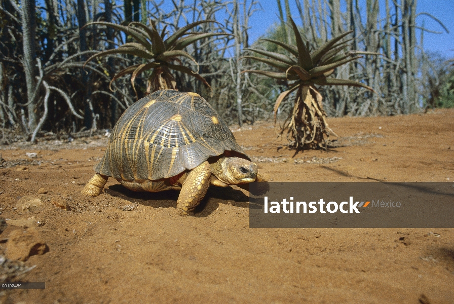 Radiada tortuga (Geochelone radiata) caminando a través de hábitat del desierto espinoso, especie vu