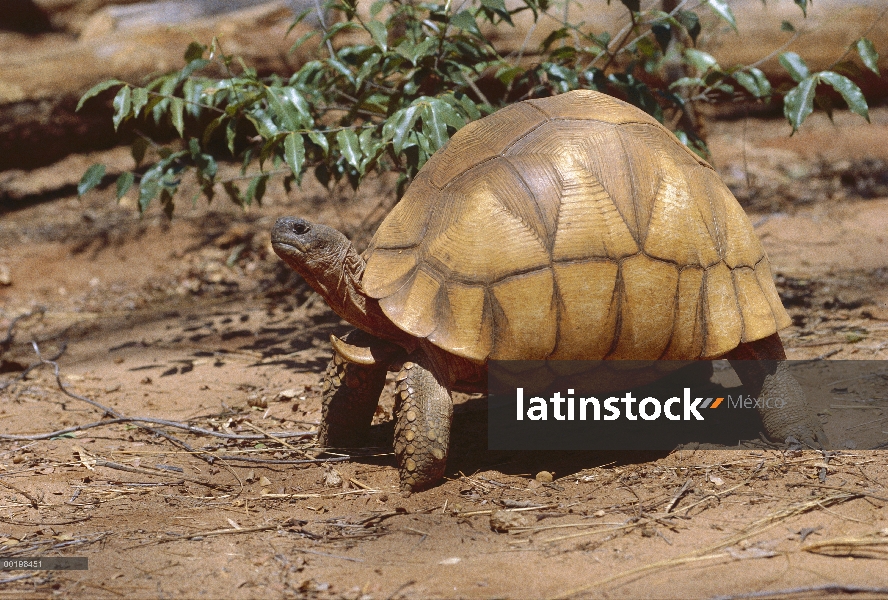 Retrato de tortuga (Geochelone yniphora) reja de arado, una de las tortugas de tierra más raras del 