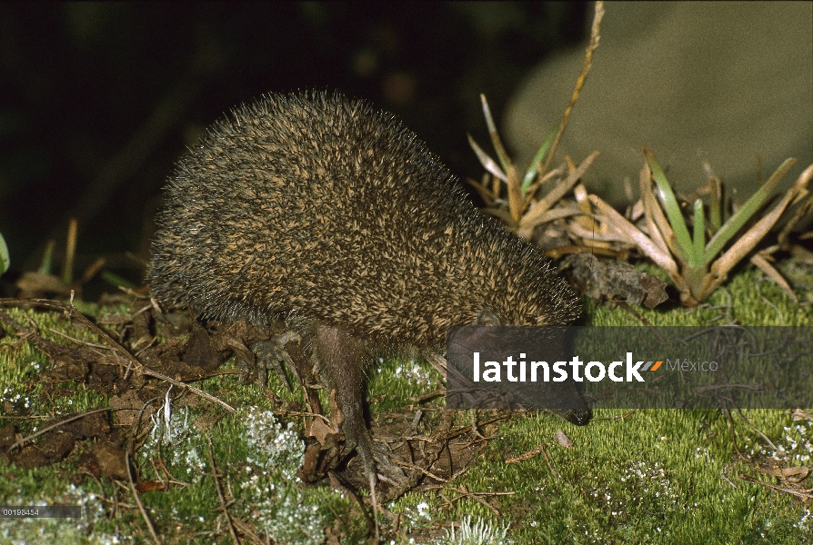 Retrato de mayor Tenrec del Hedgehog (Setifer setosus), Madagascar