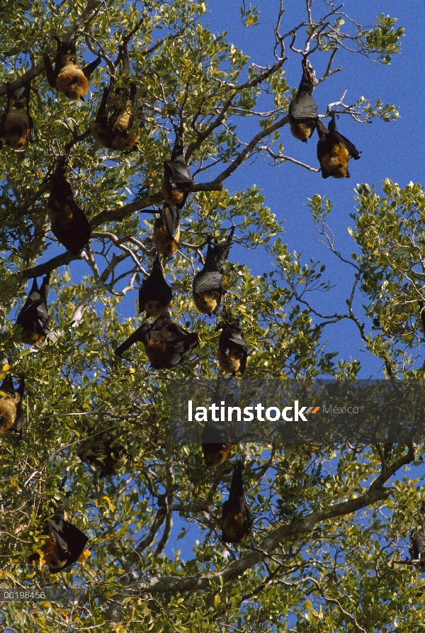 Grupo Madagascar Flying Fox (Pteropus rufus) en el árbol, especies vulnerables, Madagascar