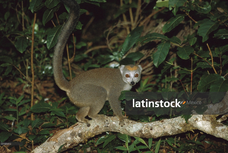 Coronado de Lemur (Eulemur coronatus) hembra en especies vulnerables, noche, Madagascar