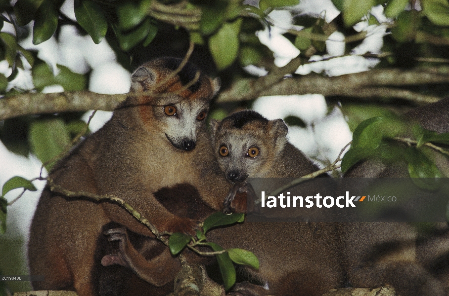 Coronado machos del lémur (Eulemur coronatus), especies vulnerables, Madagascar