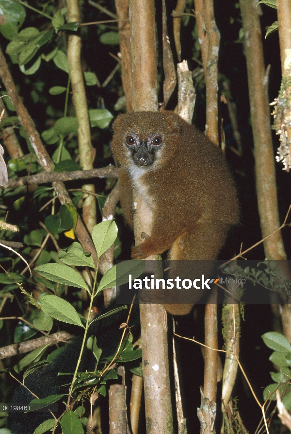 Vientre rojo mujer Lemur (Eulemur rubriventer) en especies vulnerables, noche, Madagascar