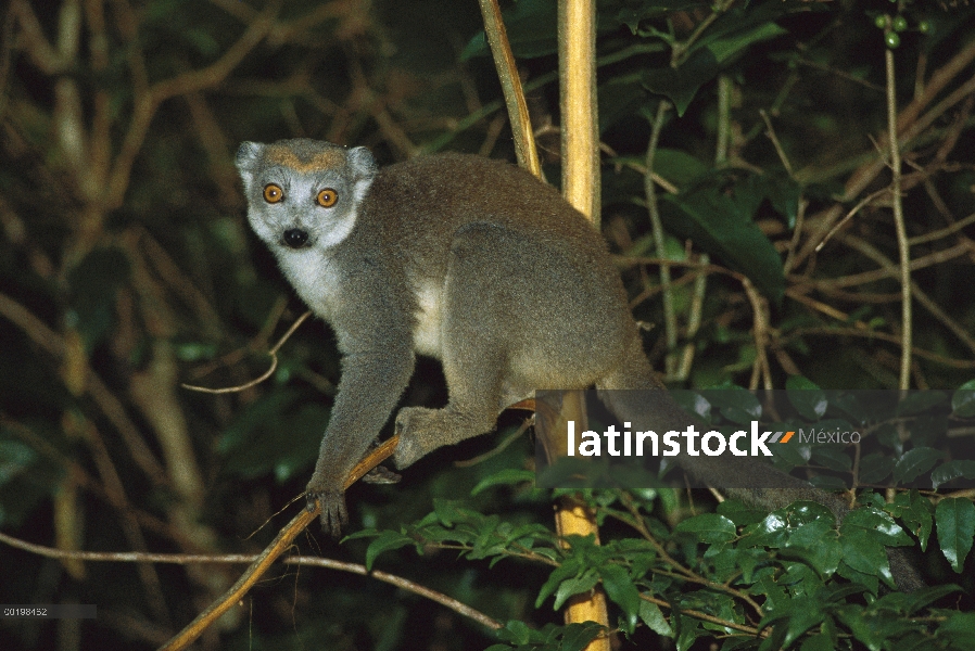 Coronado de Lemur (Eulemur coronatus) hembra en especies vulnerables, noche, Madagascar