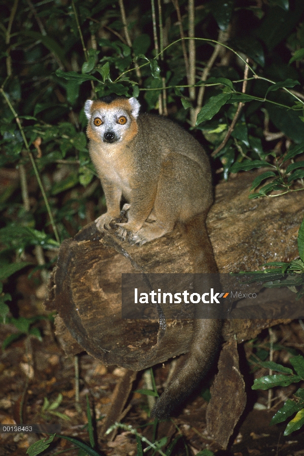 Consagrado hombre de (Eulemur coronatus) Lemur descansando sobre el tronco de árbol, especie vulnera