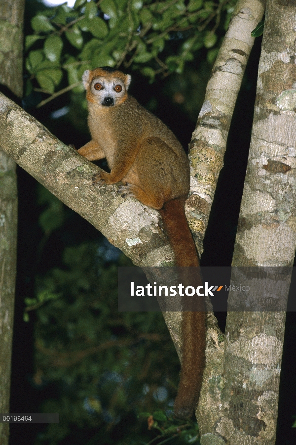 Coronado hombre (Eulemur coronatus) de Lemur en árbol, especies vulnerables, Madagascar