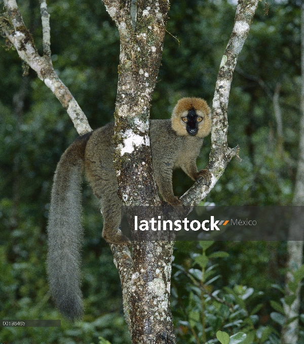 Frente roja hombre Lémur pardo (Eulemur fulvus rufus), el Parque Nacional Ranomafana Madagascar