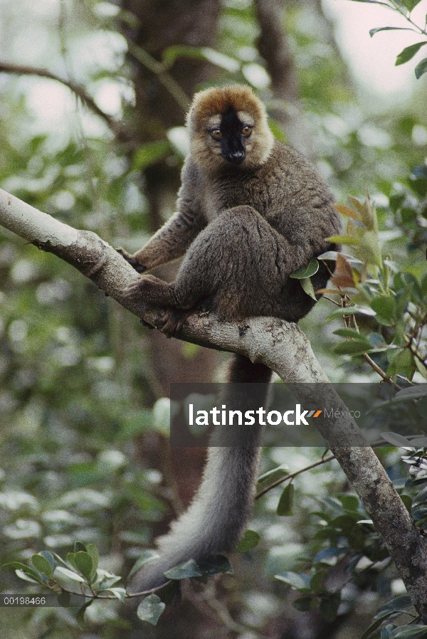 Frente roja hombre Lémur pardo (Eulemur fulvus rufus), Madagascar