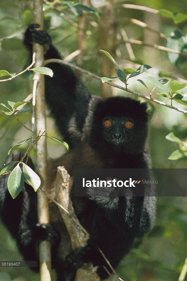 Sifaka de Milne-edward (Propithecus diadema edwardsi) comer en árbol, Madagascar