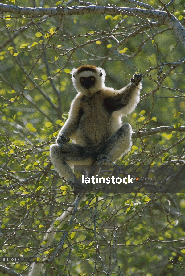 Sifaka de Verreaux (Propithecus verreauxi) en árbol, especies vulnerables, Madagascar