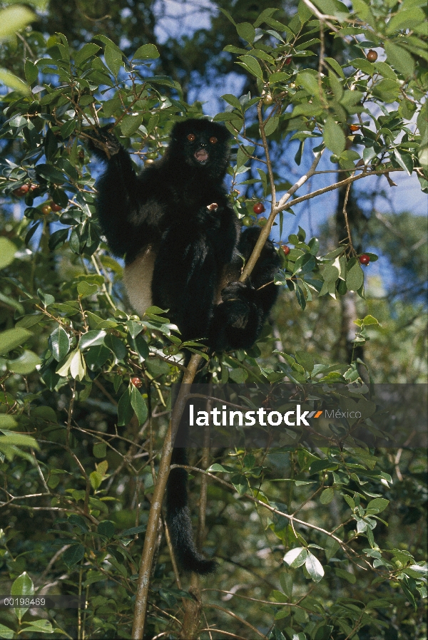 Sifaka de Milne-edward (Propithecus diadema edwardsi) en árbol, Madagascar