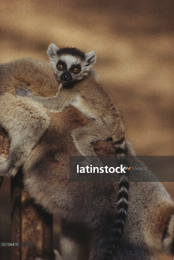 Los bebés de lemures (catta de Lemur) en la espalda de la madre, especies vulnerables, Madagascar